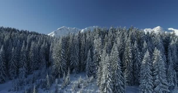 Vuelo sobre el bosque de abetos cubierto de nieve con montañas en el fondo — Vídeos de Stock