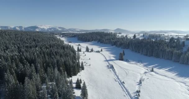 雪に覆われたトウヒ林の空撮 — ストック動画
