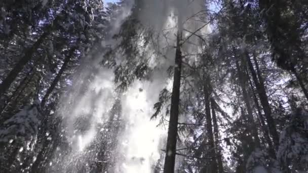Snow falls from the high spruce — Stock Video