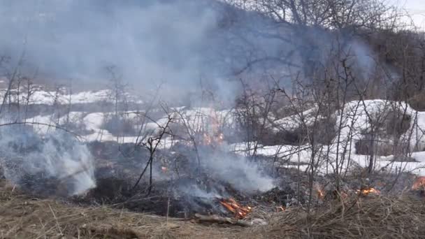 Roadside bushes are burning — Stock Video
