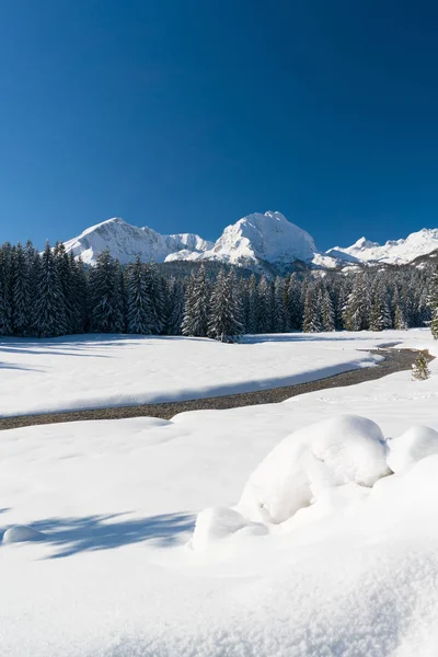 Abeto cubierto de nieve en una ladera de una montaña cerca del Lago Negro en el Parque Nacional Durmitor —  Fotos de Stock