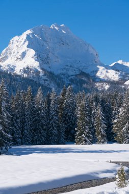 Siyah Lake Durmitor Milli Parkı'nda bir dağın karla kaplı göknar ağaçlarının yakınındaki
