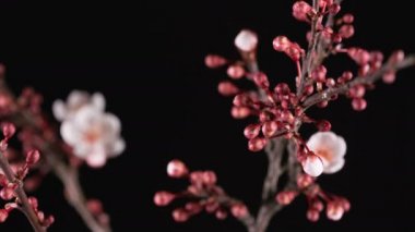 bahar sakura pembe çiçek açan dal