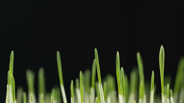 Grünes Gerstengras wächst — Stockvideo