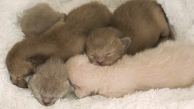 Birman dört newborn yavru kedi doğurmak