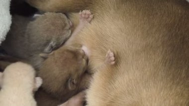 Birman kedisi onların yuvaya newborn yavru kedi besleme