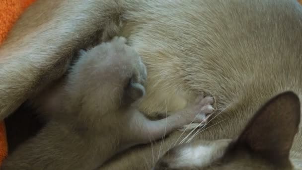 Barmská kočka krmení novorozence koťata — Stock video