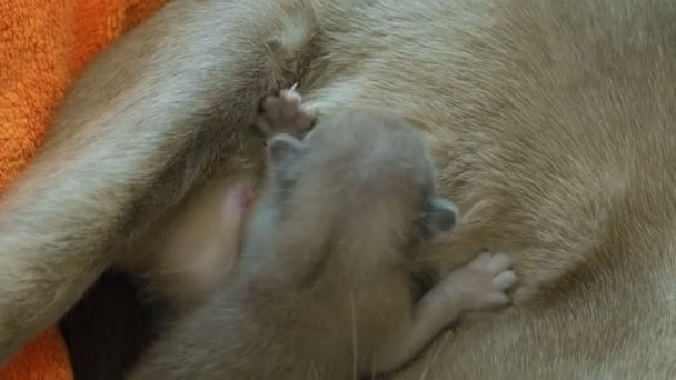 Μπουρμάνος γάτα σίτιση νεογέννητα γατάκια — Αρχείο Βίντεο