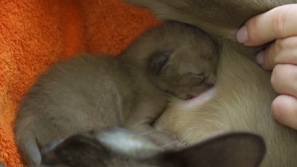 Burmesiske katter som fôrer nyfødte kattunger – stockvideo