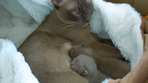 Burmai macska etetése újszülött cica