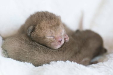 kürk çöp üzerinde iki newborn yavru kedi Birmanya doğurmak