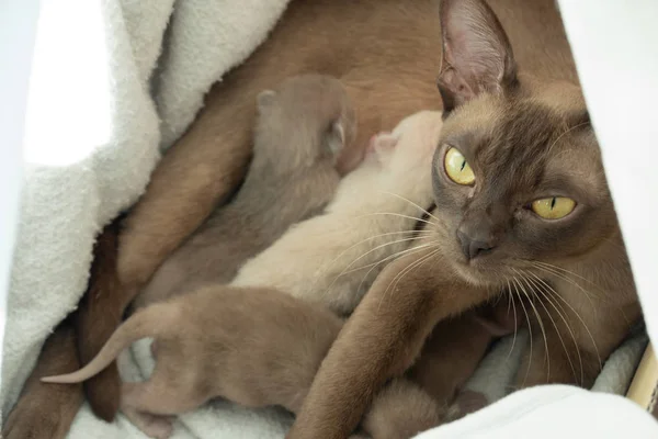 Μπουρμάνος γάτα σίτιση νεογέννητα γατάκια στη φωλιά τους — Φωτογραφία Αρχείου