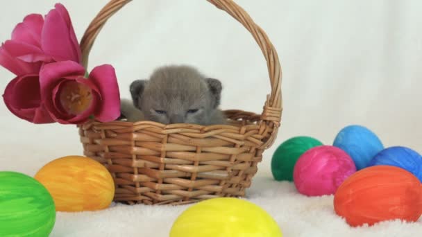 Маленький бирманский котенок в плетеной корзине среди пасхальных яиц — стоковое видео