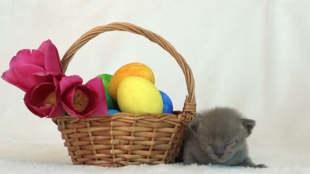 Gatito birmano pequeño junto a una cesta de Pascua con huevos pintados — Vídeos de Stock