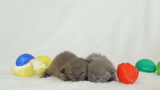 Маленькие бирманские котята среди пасхальных яиц — стоковое видео