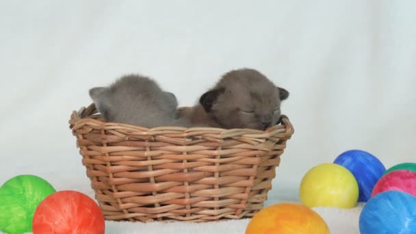 Маленькие бирманские котята в плетеной корзине среди пасхальных яиц — стоковое видео