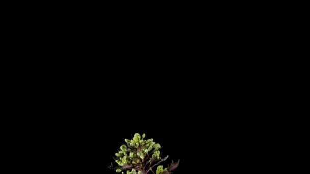 Ріст суцвіть декоративна капуста — стокове відео