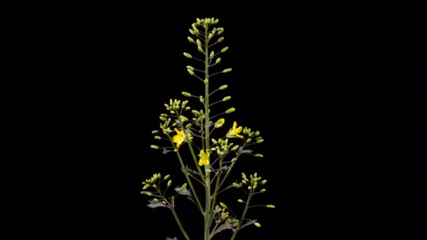 Flowering ornamental cabbage — Stock Video