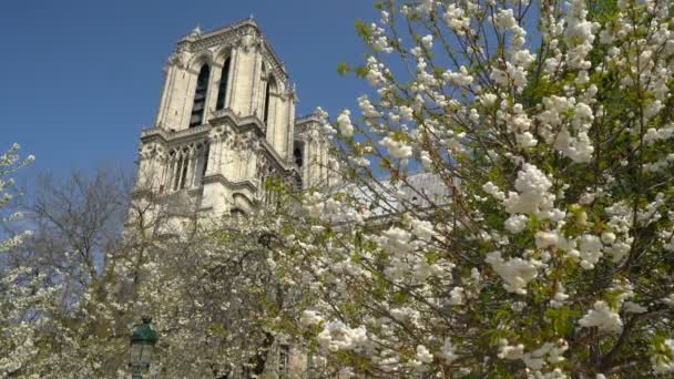 Katedra Notre Dame otoczona kwitnącymi drzewami — Wideo stockowe