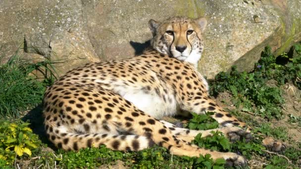Cheetah at the Sun, Spotted Predator Lies Down and Resting on the Grass at the Nature. — Stock Video