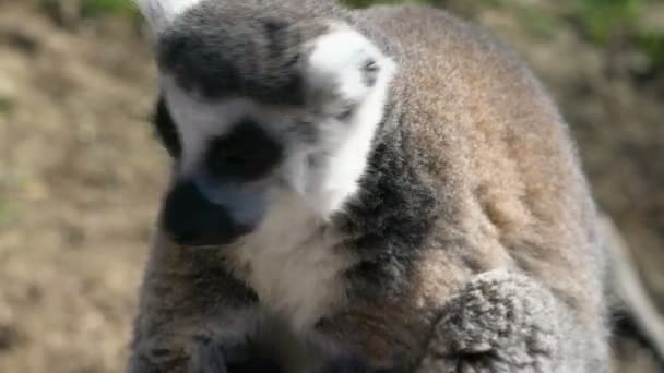 Lemuren sonnen sich in der Sonne — Stockvideo