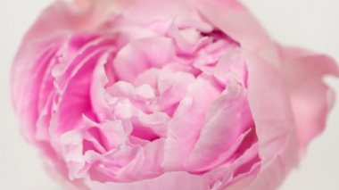 Blooming pembe şakayık çiçek zaman atlamalı