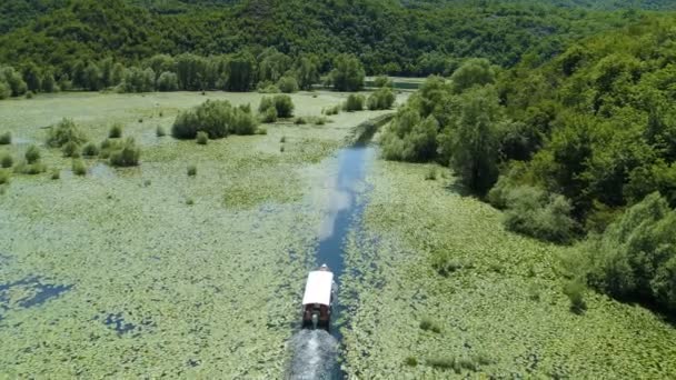 Bateau à moteur flotte sur une rivière Crnojevica encadrée par des nénuphars — Video
