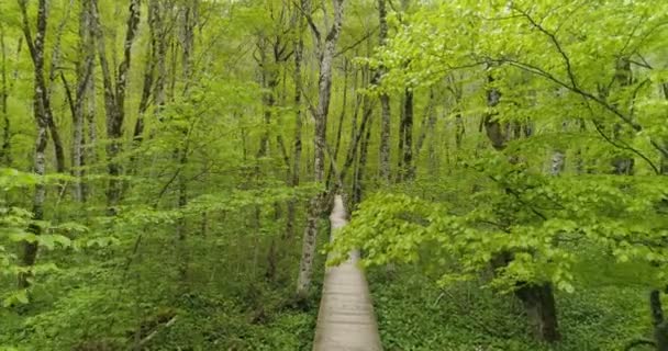Flight in the forest through the trees above the wooden walkway — Stock Video