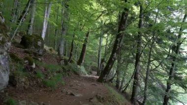 ormanda yol boyunca kişisel bir perspektif yürüyüş görünümü