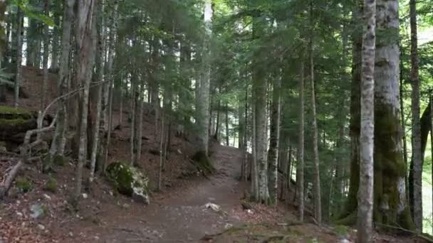 Vista di una prospettiva personale passeggiata lungo il sentiero nel bosco — Video Stock