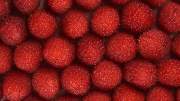 Φρέσκο, ώριμο, ζουμερό φόντο βατόμουρου, κοντινό μούρο, περιστροφή loopable. Φόντο φαγητού. Γαστρονομική ιδέα, βιολογικά τρόφιμα. Φρούτα κόκκινα βατόμουρα σε πλάκα. — Αρχείο Βίντεο