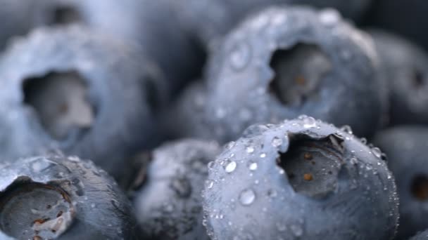 Blueberry with dew background rotates seamless loop — Stock Video