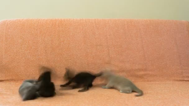 Cuatro gatitos jugando en el sofá — Vídeo de stock