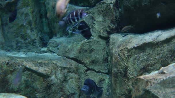 Randig Haplochromis Cichlidae fiskar undervattensliv — Stockvideo