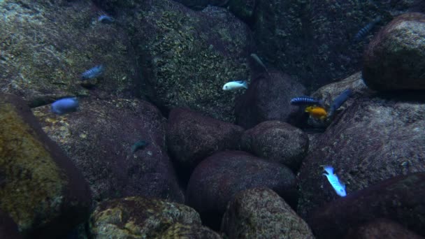 Pesci ciclidi a strisce vita subacquea — Video Stock