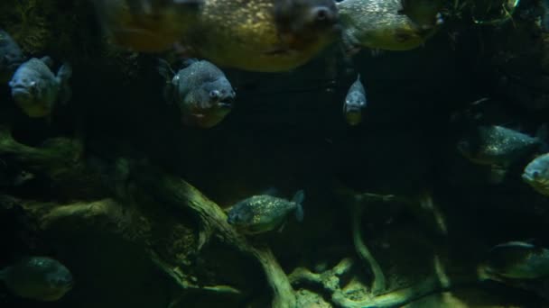 Piranha poissons nagent sous l'eau dans la rivière de la forêt tropicale . — Video