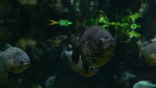 Piranha poissons nagent sous l'eau dans la rivière de la forêt tropicale . — Video