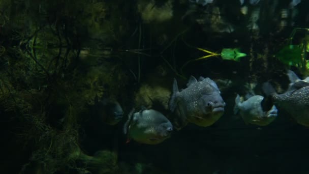 皮兰哈鱼在热带雨林河中水下游泳. — 图库视频影像