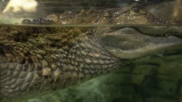 Gözlüklü caiman veya Caiman crocodilus — Stok video