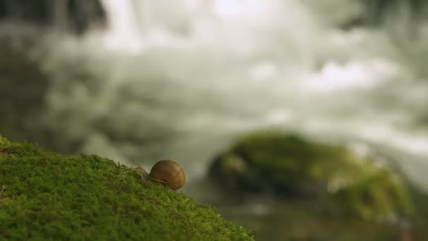 Eine riesige Weinbergschnecke im Wald kriecht auf Moos. — Stockvideo