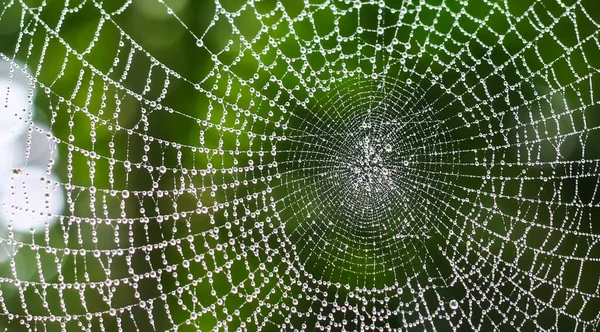 Örümcek ağına çiy damlaları düşer (örümcek ağı), duvar kağıdı için yeşil arka plan ile yakın plan. Chandpur, Bangladeş / 2020.