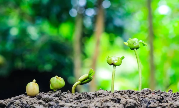 成長中の植物 植物の苗 庭や太陽の光で植物の成長ステップコンセプト 貯蓄と投資の概念 — ストック写真