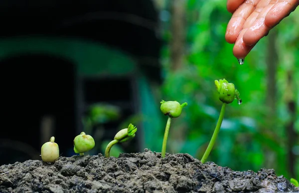 成長中の植物 植物の苗 肥沃な土壌で発芽期に成長する若い赤ちゃん植物を育成し 散水する 貯蓄と投資の概念 — ストック写真