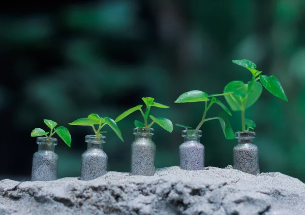 种植植物 植物幼苗 玻璃瓶中的植物生长步长概念 储蓄和投资概念 — 图库照片