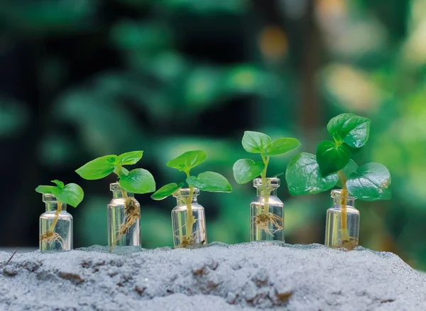 Landwirtschaft Pflanzen Anbauen Pflanzensamen Pflanzstufenkonzept Glas Spar Und Investitionskonzept — Stockfoto