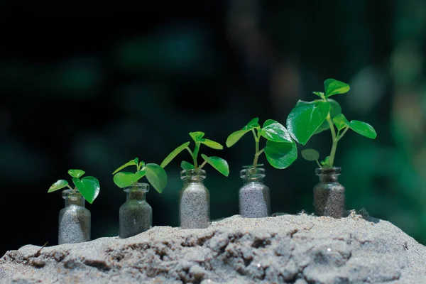 Jordbruk Odla Växter Växtplanta Växtsteg Koncept Glasburk Sparande Och Investeringar — Stockfoto