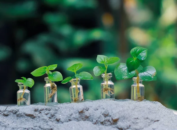 Landwirtschaft Pflanzen Anbauen Pflanzensamen Pflanzstufenkonzept Glas Spar Und Investitionskonzept — Stockfoto