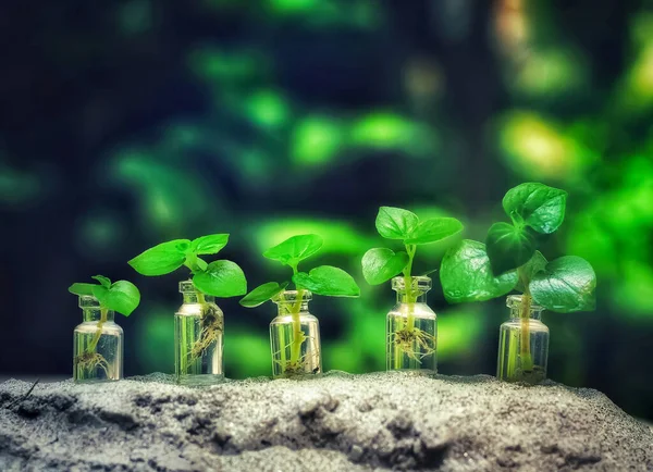 成長中の植物 植物の苗 ガラス瓶の植物成長ステップコンセプト 貯蓄と投資の概念 — ストック写真