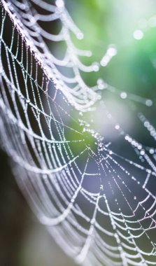 Örümcek ağındaki çiy damlaları (örümcek ağı) duvar kağıdı için yeşil arkaplan ile yakın plan. 