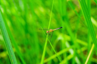 Güzel doğa manzaralı yusufçuk. Dragonfly 'ın doğal ortamında arka plan ya da duvar kağıdı olarak kullanılması. Makale yazma kavramı. Yaprak üstünde yusufçuk.